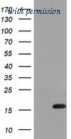 OriGene TA501459BM image 1