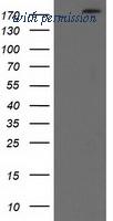 OriGene TA501467AM image 1