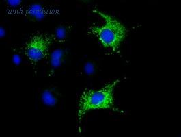 OriGene TA501468BM image 1