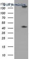 OriGene TA501469BM image 1