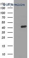 OriGene TA501470BM image 1