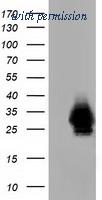 OriGene TA501483AM image 1