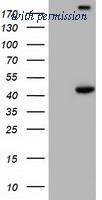 OriGene TA501485BM image 1