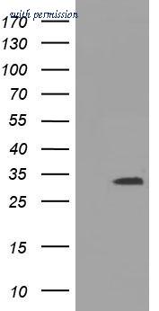 OriGene TA501488BM image 1