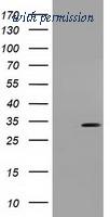 OriGene TA501489AM image 1