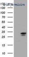 OriGene TA501490BM image 1
