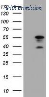 OriGene TA501507AM image 1