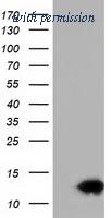 OriGene TA501517AM image 1