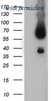 OriGene TA501527AM image 1