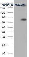 OriGene TA501531AM image 1