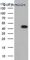 OriGene TA501544AM image 1