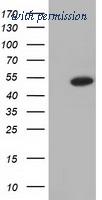 OriGene TA501546BM image 1