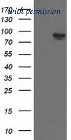 OriGene TA501552AM image 1
