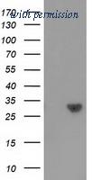 OriGene TA501562BM image 1