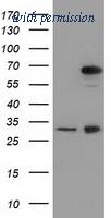 OriGene TA501564AM image 1