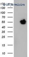 OriGene TA501566BM image 1