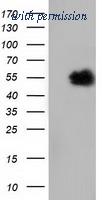 OriGene TA501589BM image 1
