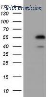 OriGene TA501599BM image 1