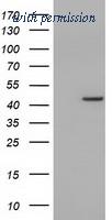 OriGene TA501620AM image 1