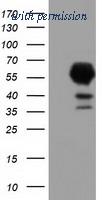 OriGene TA501626AM image 1