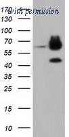 OriGene TA501627AM image 1