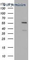 OriGene TA501630BM image 1
