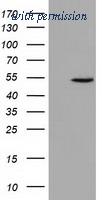 OriGene TA501631BM image 1