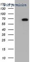 OriGene TA501640AM image 1