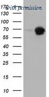 OriGene TA501642BM image 1