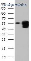 OriGene TA501655BM image 1