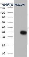 OriGene TA501656AM image 1