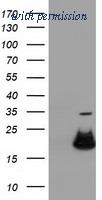 OriGene TA501676AM image 1