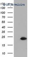 OriGene TA501677AM image 1