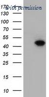 OriGene TA501685BM image 1
