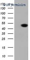 OriGene TA501688BM image 1