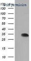 OriGene TA501693AM image 1