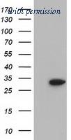 OriGene TA501694AM image 1