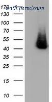 OriGene TA501698AM image 1