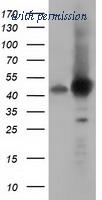 OriGene TA501709AM image 1