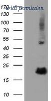 OriGene TA501718BM image 1