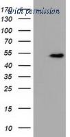 OriGene TA501719AM image 1