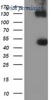 OriGene TA501720AM image 1