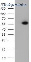 OriGene TA501727AM image 1