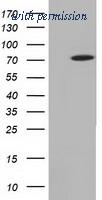 OriGene TA501737AM image 1
