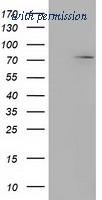 OriGene TA501738AM image 1