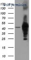 OriGene TA501739BM image 1