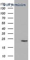 OriGene TA501740BM image 1