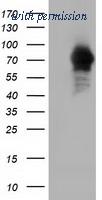 OriGene TA501744AM image 1