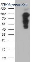 OriGene TA501762BM image 1