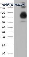 OriGene TA501763BM image 1